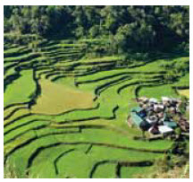 In 2013, the Philippines became self- sufficient in rice production and started  exporting three varieties.