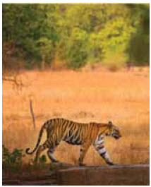 Kanha National Park’s forests are home to diverse natural life, including tigers.