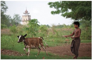 After Cyclone Nargis in Myanmar in 2008, World Animal Protection’s disaster response team worked with surviving draught animals to help avert a second disaster in the form of severe food shortages and loss of income. 