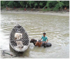 A young man moves his animals across a swollen river during a flood in West Bengal, 2011.