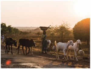 In Maharashtra, India’s second most populous state, 64 percent of the population makes its living from livestock and agriculture. 