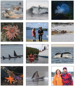 Left to right, top to bottom: The enthusiastic sea lion welcoming committee swims up to visitors in Ocean Light II’s Zodiac; a surfing sea lion gets flipped out of the wave; hooded nudibranch; sunflower sea star; Jenn Broom, owner, and Chris Tulloch, skipper of Ocean Light II; sea otter wrapped in kelp (a good way to sleep); orcas fishing in formation; sea kayaking before breakfast; a humpback whale fluke during a hunting dive; sea stars; hunting humpback scooping up small fish before using the bristle-like baleen that line its mouth as a sieve; Donna Jacobs, Diplomat publisher and Mike Beedell, wildlife guide and contributing Diplomat photographer. 
