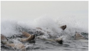 The ocean water is unbroken for kilometres, except for a very small reef that  serves as a playground for sea lions who line up to wait for a wave to ride. 