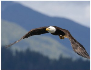 Bald eagles abound along the Vancouver Island coast, especially during salmon-spawning season. 