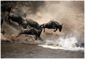 Migrating wildebeests jump into the Mara River in the Masaï Mara Reserve. The migration of the wildebeest in August is a major attraction in this part of Kenya. (Photo: © Paulbanton72)