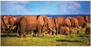 In Kenya’s national parks, elephants can be seen everywhere. (Photo:  Joey Makalintal)