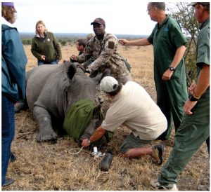 An anesthetized female rhino is geo-tagged and ear-notched, while biological measurements are taken, as part of efforts to fight rhinoceros poaching. 