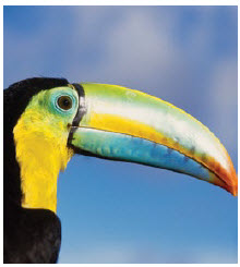 Toucans are one of the many kinds of tropical birds found in Panama. (Photo: panama tourism)