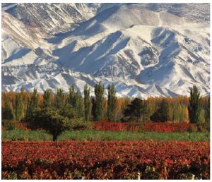 Argentina has a vibrant wine industry, whose Malbec grape, grown here, is already well known to Canadians. (Photo: Argentine Tourism Agency)