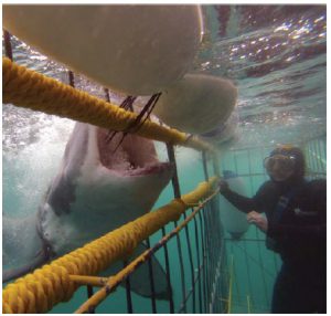 Cage-diving to view sharks became a commercial endeavour in the early 1990s and is especially popular in South Africa. (Photo: Lukas Fourie)