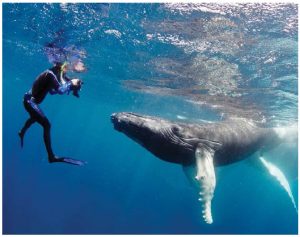 From January through April, the world's largest gathering of humpback whales takes place in waters of the Dominican Republic's 775-square-kilometre Silver Bank. Here, photographer Mike Beedell takes a photo of a curious whale. (Photo: Mike Beedell)