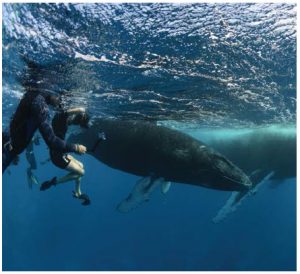 Members of the group photograph the male calf as his calm mother, named Canopy by whale researchers, surfaces for a breath. (Photo: Mike Beedell)