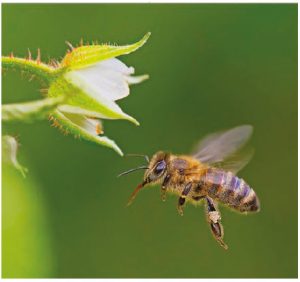 The bee, in particular the Carniolan honey bee seen here, is part of Slovenia’s national identity. (Photo: Simon Kovačič, 2016)