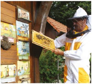 A beekeeper examines the honeycombs of a traditional Slovenian painted beehive. (Photo: Aleš Fevžer, 2015)