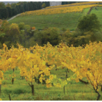 Biodynamic wine production up by 20 per cent annually