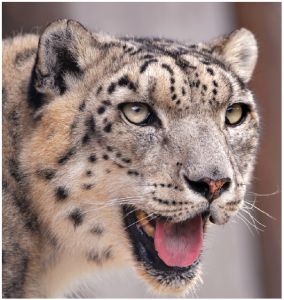 Alex Dehgan's The Snow Leopard Project is part adventure tale, part policy manual and part environmental essay, writes Christina Spencer. (Photo: tambako the jaguar)