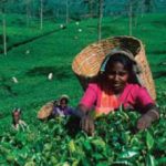 Sri Lanka: gems, designer labels and famous tea
