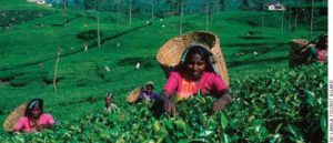 Workers harvest Sri Lanka’s world-famous tea.