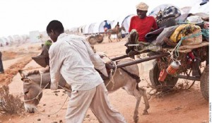 Paralyzed by polio, Muktar, a 31-year-old father of five, is relocated by donkey cart from a temporary settlement into a new tent.