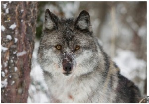 Canada’s boreal forests are crucial habitat for some of the world’s largest remaining populations of timber (grey) wolves, grizzly bears and woodland caribou.