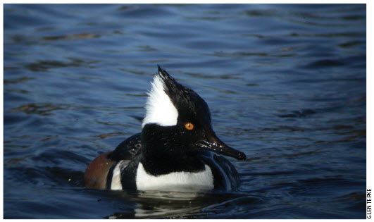 The hooded merganser is one of 96 species with 50 percent or more of estimated Western hemisphere breeding population in North America’s boreal forest.