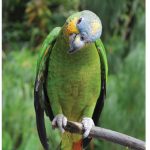 This Amazon parrot, perched in the rainforest, belongs to a species that lives in forests and woodlands, usually near major rivers in Brazil, Peru, Venezuela, Colombia, Ecuador and Guyana.