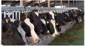 The net effect of controlling domestic supply and prices while blocking foreign competition for agricultural commodities is higher domestic prices for basic food items such as milk, cheese, poultry and eggs. The net effect of controlling domestic supply and prices while blocking foreign competition for agricultural commodities is higher domestic prices for basic food items such as milk, cheese, poultry and eggs.