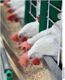 Supply management permits poultry farmers to collectively control the quantity of poultry and eggs produced as well as to set industry-wide pricing. 