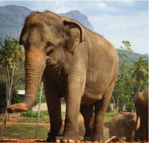 In Sri Lanka, you may watch dinnertime at an elephant orphanage although the fact that they’re sometimes chained (see this elephant's right front leg) concerns some visitors. 