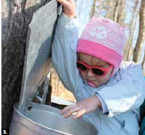 The Canadian Federation of University Women’s Ottawa Diplomatic Hospitality Group, with Otto's BMW, organized a visit to Sucrerie du Terroir in Val-des-Monts for diplomatic spouses. Here, Hana Bartonova, of Slovakia, learns where syrup comes from. (Photo by Ulle Baum) 