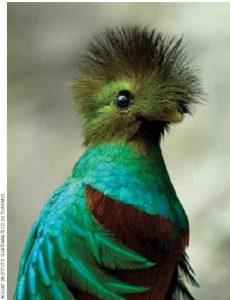 The rare Quetzal is Guatemala’s national bird. 