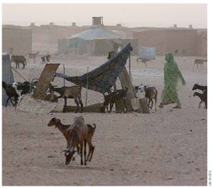 Canadian Lawyers for International Human Rights has sent Canadians lawyers into refugee camps in Western Sahara, where they assisted in the peace process. 