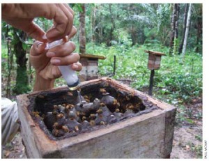 Meliponas nectar from wild Amazon bees is carefully extracted. Almost 80 species per hectare have been found in pristine tropical forests.