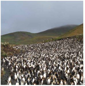 A royal penguin rookery at Macquarie Island, 1,500 kilometres southeast of Tasmania. 