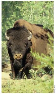 Wood Buffalo National Park in Alberta is home to one of the largest free-roaming herds of bison in North America. 