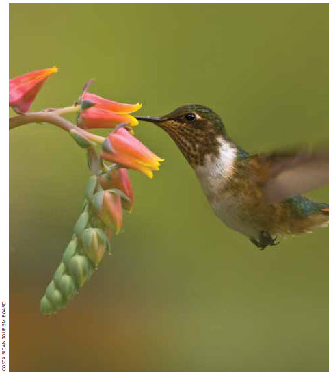 Costa Rica is a bird-watcher’s paradise with almost 850 species, including hummingbirds.