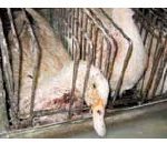 An injured duck on a Quebec foie gras farm where many suffer internal damage from force-feeding tubes.