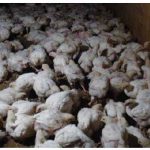 Crowded broiler chicks in an unsanitary Canadian factory farm with poor air quality from accumulated manure and urine.