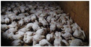 Crowded broiler chicks in an unsanitary Canadian factory farm with poor air quality from accumulated manure and urine.  