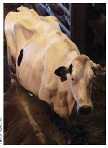 An emaciated cull cow, burned out from frequent breeding and intense milk production, waits at an Ontario livestock auction.