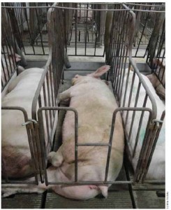 Most sows in Canada spend their lives in gestation stalls like these on this western Ontario farm; voluntary codes of practice recommend banning the stalls.
