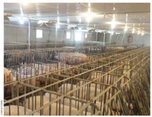 Most gestation stalls will be phased out by 2022 when eight large grocery chains refuse pork from such cage-confined pigs.