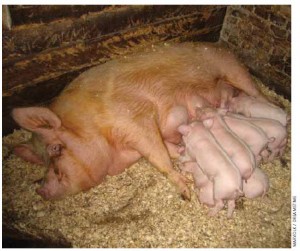 A sow on an organic farm, nursing her piglets in open housing. 