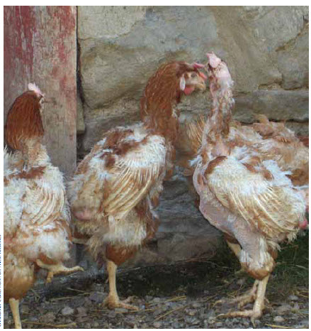 Hens rescued from an egg barn at slaughter time and now living at Cedar Row Sanctuary, were suffering from feather loss. After a few months in factory farms, many have broken feathers from hitting them against the bars of their extremely cramped cages.