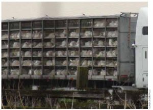 Turkeys from a Manitoba turkey farm in an overloaded, untarped truck enroute to a slaughterhouse.