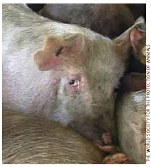 Pigs crowded together during transport.