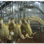 Solutions for inhumane slaughterhouse practices
