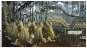 Continuous conveyor of chickens at a slaughterhouse.