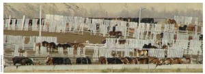 Horse feedlot in Alberta where thousands of horses are held before slaughter for their meat. Canadian abattoirs killed 82,000 horses in 2012.