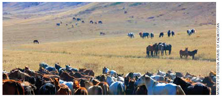 Herds of horses in the steppe.